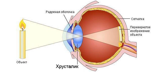 Хрусталик глаза человека